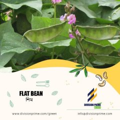 Flat Bean